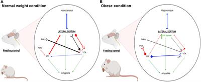 Corticotropin-releasing factor system in the lateral septum: Implications in the pathophysiology of obesity